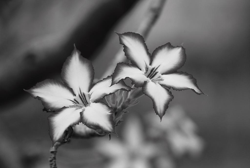 말로스 파크 Impala Lily 빌라 외부 사진